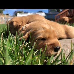 Meet your Posher, Randee